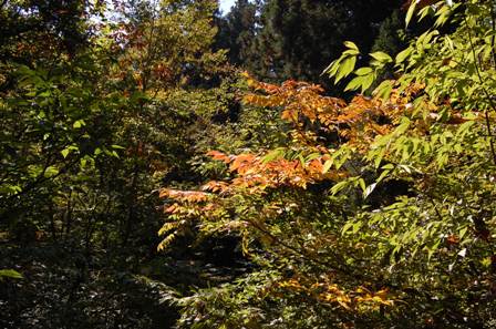 津南町観光協会 津南案内人ブログ: 【紅葉情報】竜ヶ窪